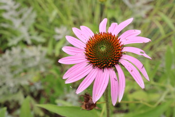 A walk in Fort Donnellson