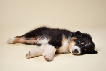 happy puppy on a beige background. breed Australian Shepherd. dog studio plays