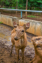 a herd of horned deer in an open enclosure at a zoo