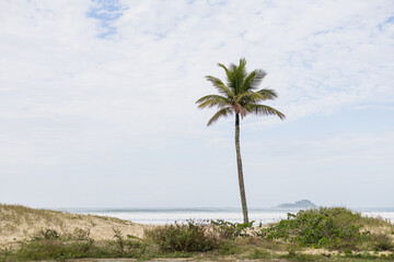 Fototapeta premium Palm tree on the beach in a cloud day