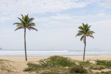 Fototapeta na wymiar Palm tree on the beach in a cloud day