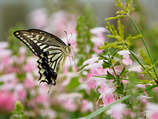 アゲハチョウの飛翔