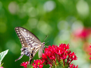 アゲハチョウの吸蜜