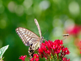 アゲハチョウの吸蜜
