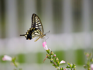 アゲハチョウの吸蜜