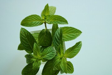 ハーブ　ペパーミントの葉　背景
