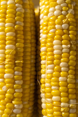 Close up of Corn on the cob 