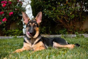 german shepherd puppy laying down in front of statue 