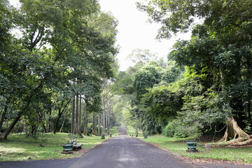 Purwodadi Botanical Garden is one of many famous attractions in Malang, East Java, Indonesia. Nature environment & forest conversation 