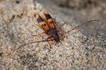bug on sand