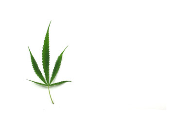 marijuana leaves on a white background