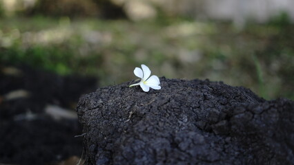 white flower placed on a rock, on the ground	.