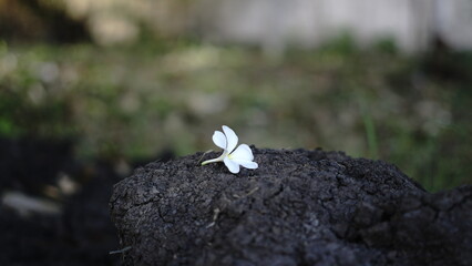 white flower placed on a rock, on the ground