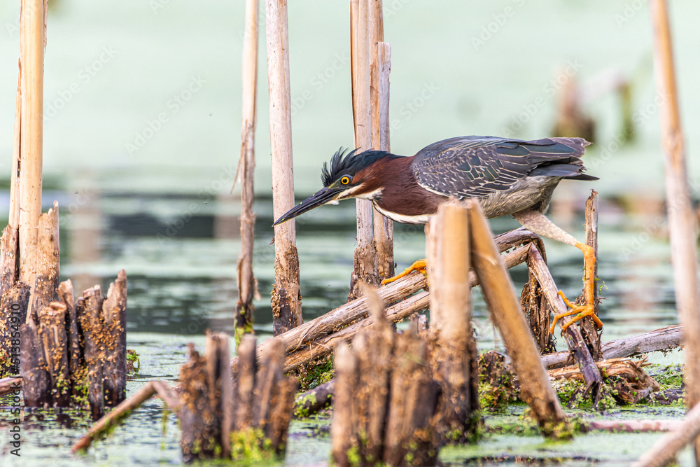 Wall mural A green heron, Butorides virescens, forages thru cattails at a wetland in Culver, Indiana 