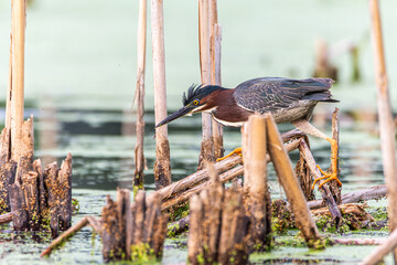 A green heron, Butorides virescens, forages thru cattails at a wetland in Culver, Indiana 