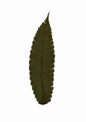 Helechos, botánica.