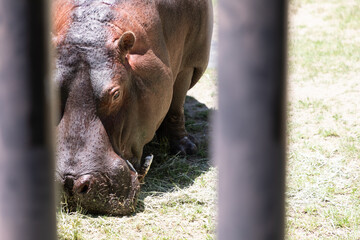 カバの食事 hippo