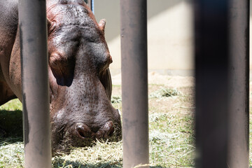 カバの食事 hippo
