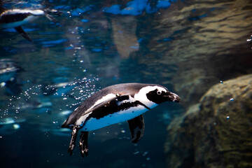 泳ぐペンギン　penguin