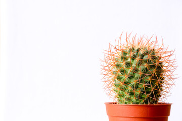 cactus en pot