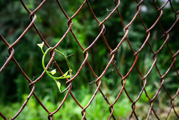 Fototapeta premium link fence