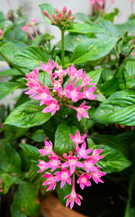 Obraz premium pink flowers in the garden