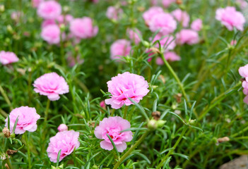 pink flowers in the garden