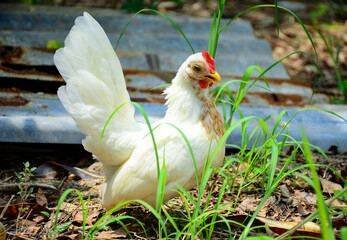 white chicken in a nest