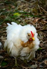 white chicken on the grass