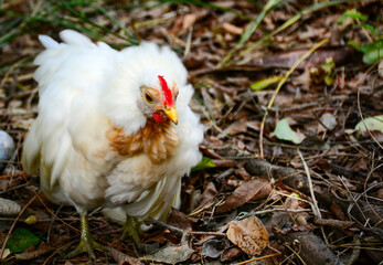 chicken on the grass