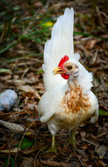 white chicken in the grass
