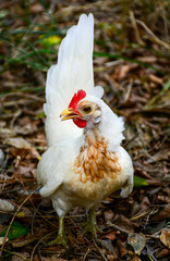 white chicken in the grass