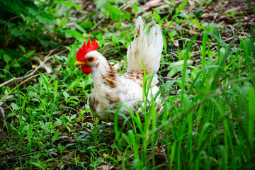 chicken