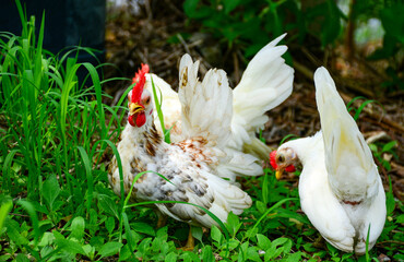 white rooster