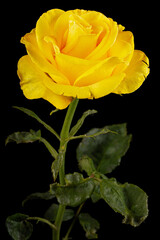 Yellow flower of rose, isolated on black background