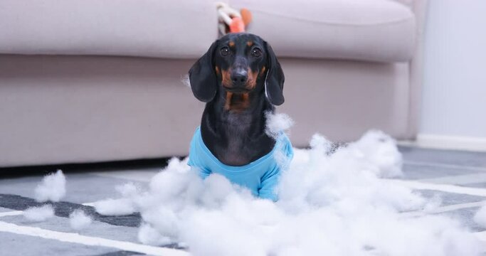 Mischievous dachshund puppy in a blue t-shirt tore a soft toy or puffer jacket, and now lies down to rest in the middle of filler, as if do not feel guilty at all for what he did