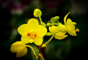 Obraz premium yellow orchid flower