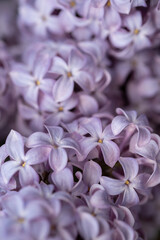 beautiful lilac branches close-up. Background.