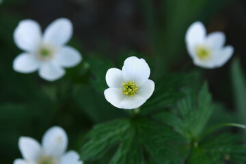 White flowers of Anemone close-up.