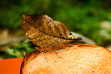 butterfly on leaf