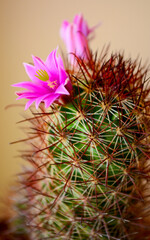 Naklejka na ściany i meble cactus with flower