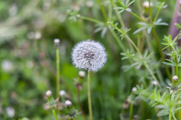 Closeup selective focus shot on the white intact seed head of a dandelion flower. With blurry cleavers, aka catchweed or Galium Aparine in background.