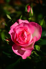 pink rose on a green background