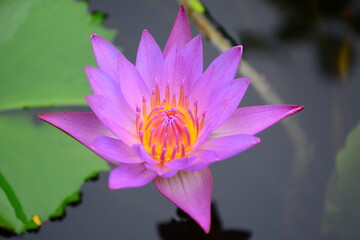 pink water lily