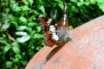 butterfly on a flower