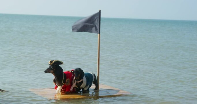 Two funny dachshund dogs in tricorn hat and privateer costumes are standing on wooden raft, on which pirate flag with emblem of Jolly Roger is installed. Animals are drifting in sea