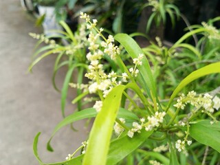 Obraz premium close up of a flower of a plant