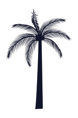 Fototapeta na wymiar palm tree coconut