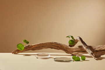 Front view of centella asiatica decorated with  transparent podium  branch tree in brown background  - obrazy, fototapety, plakaty