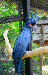 blue and yellow macaw